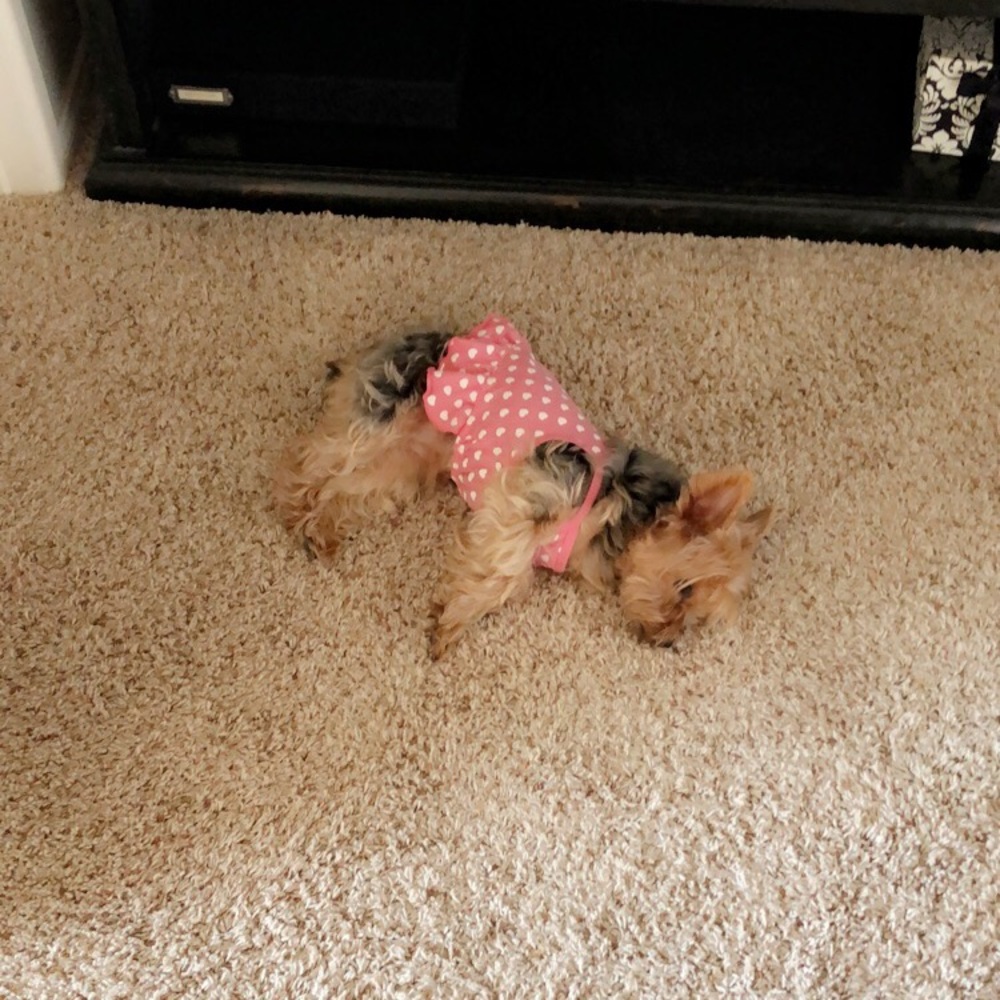 Meet your Posher, Jasmin